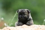 CAIRN TERRIER 603